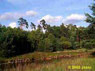 Lasy nad Małą Panwią w okolicach Zawadzkiego.